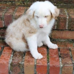 Miniature Australian Shepherd Puppies from Alexander Kennels