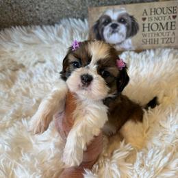 AKC Poppy - Champion Bloodline - Tricolor female Shih Tzu puppy in Long Beach, California from Prieto Shih-Tzu's