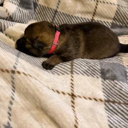 Luna - Sable female German Shepherd puppy in Ashland, Alabama from CzechDDR