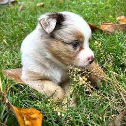 Boy 2 - male Miniature Australian Shepherd puppy in Jenkinsville, South Carolina from Monticello Minis