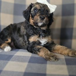 Bella - Sable female Bernedoodle puppy in Galt, Missouri from Only Doodles!
