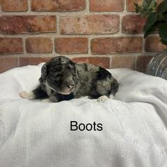 Boots - female Golden Mountain Doodle puppy in Powell, Wyoming from Doodles of Joy