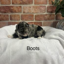 Boots - female Golden Mountain Doodle puppy in Powell, Wyoming from Doodles of Joy
