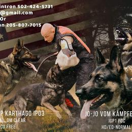 German Shepherd Puppies from Cintron K9