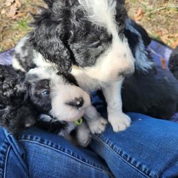 Aussiedoodle Puppies from Lotadoodle Farms