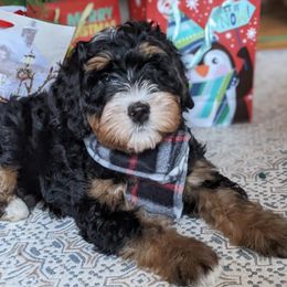 Bernedoodles from Bantry Bay Bernedoodles