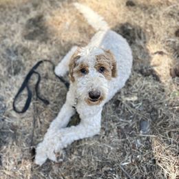 Reduced Parti coloring boy - Tri-color male Labradoodle puppy in Pollock Pines, California from Goindoodles