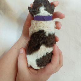 Poodle Puppies from Mountain Vista Pups LLC