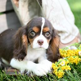 Nibs - Chocolate male Cavalier King Charles Spaniel puppy in Sugarcreek, Ohio from Chocolate Cavalier