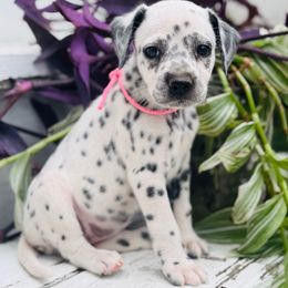 Pink (LUA) - White and black female Dalmatian puppy in Westhoff, Texas from Smart Dalmatians