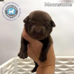 Moonstone - Chocolate male Labrador Retriever puppy in Elloree, South Carolina from Moonlight Kennels LLC
