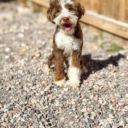 Tugg 5 month old - Chocolate merle male Bernedoodle puppy in Richfield, Utah from Cedar Doodles- Home of the Teddybear Goldendoodle
