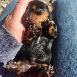 Rita - Black and tan female Dachshund puppy in Cedarcreek, Missouri from Cedarcreek Dachshunds