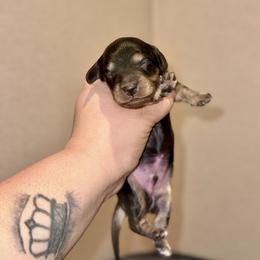 Jase - Black and cream male Dachshund puppy in Hornbeck, Louisiana from A&Z Mini Dachshunds