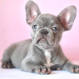 Menta - French Bulldog