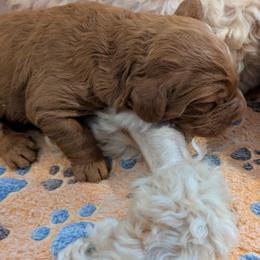Atlas - Red  male Goldendoodle puppy in Kingsville, Texas from Oak Hollow Doodles