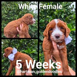 White - Red  female Goldendoodle puppy in Upland, California from Hartman Goldendoodles