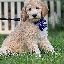 Goldendoodle and Poodle Puppies from Funny Farm Poodles & Doodles