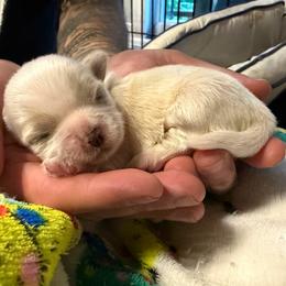Dash - White male Shih Tzu puppy in Rockmart, Georgia from Sonya Garrett