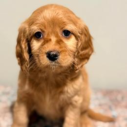 Hope - Red female Cavapoo puppy in Grand Blanc, Michigan from Halsey Poodles and Doodles
