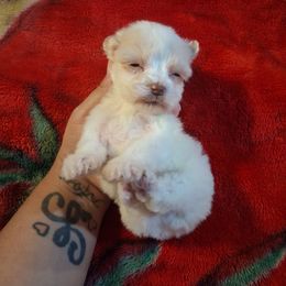 Im Your Huckleberry - Wheaten male Miniature Schnauzer puppy in Bloomington, California from Michael's Minis