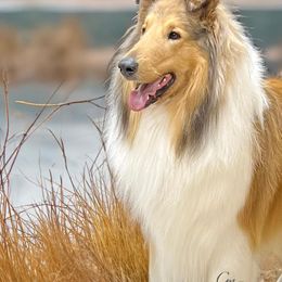 Collie and Shetland Sheepdog All Grown Up from Dueling Pine Ranch