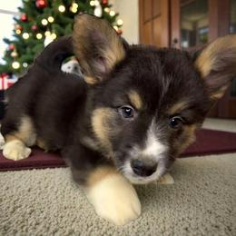 Shock - Black and white male American Corgi puppy in Grants Pass, Oregon from KnR Antler Dogs