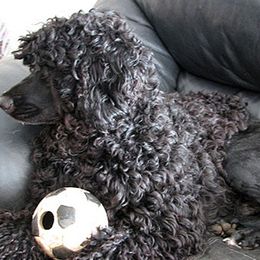 Portuguese Water Dogs from Rustyco water dogs