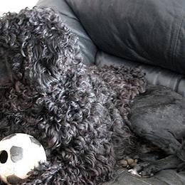 Portuguese Water Dogs from Rustyco water dogs