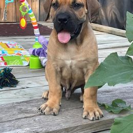 Boerboel Puppies from Dynasty Blue Ridge Boerboel