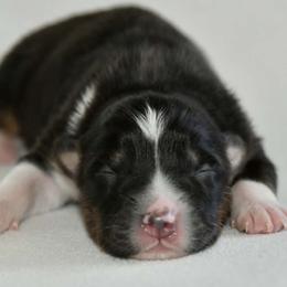 Male 1 - Black tri-color male Australian Shepherd puppy in Hamilton, New Jersey from Birch Haus