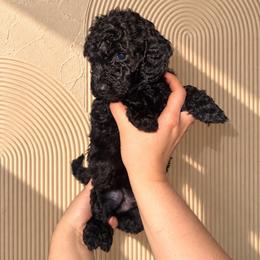 Casper - White Collar Boy - Black male Goldendoodle puppy in Yakima, Washington from HoneyPaw Doodles
