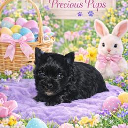 Jasper - Black and tan male Yorkshire Terrier puppy in Wartburg, Tennessee from Amanda's Precious Pups