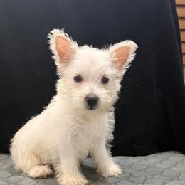 GiGi - White female West Highland White Terrier puppy in Bowling Green, Kentucky from Tiffany's Papillons