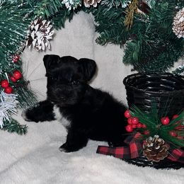 Coal - Black male Miniature Schnauzer puppy in San Augustine, Texas from My Little Schnauzer Pals