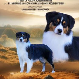 Judy - Miniature Australian Shepherd