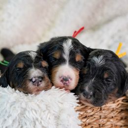 Bernedoodle Puppies from DoodlesFarmCo