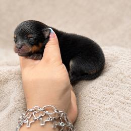 Black and tan boy - Black and tan male Pomeranian puppy in Eagle Pass, Texas from Texas Tumbleweed Poms