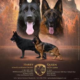 German Shepherd puppies from Spitze German Shepherds