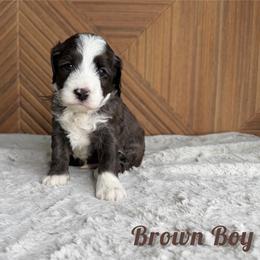 Brown boy - Chocolate merle male Bernedoodle puppy in Modesto, California from Two Doods Doodles