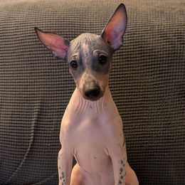 Dragon Fruit - Black tan and white male American Hairless Terrier puppy in Phoenix, Arizona from Bare Valley
