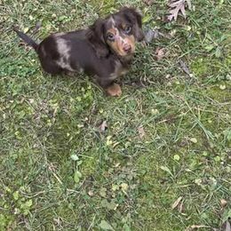 Dachshund and Giant Schnauzer Puppies from Above Par Kennels