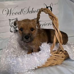 Mr Dark Blue (Black) - Red wheaten male Cairn Terrier puppy in Savannah, Missouri from WoodSchott Cairn Terriers