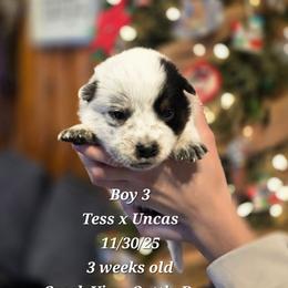 Boy 3 - Blue mottled male Australian Cattle Dog puppy in Monroe, North Carolina from Creek View Cattle Dogs