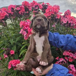 Black Jack - Chocolate male Great Dane puppy in Arpin, Wisconsin from Arpin Great Danes