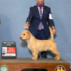 Myrtle - Basset Fauve de Bretagne
