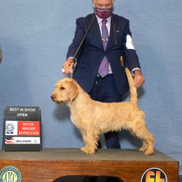 Myrtle - Basset Fauve de Bretagne