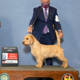 Myrtle - Basset Fauve de Bretagne