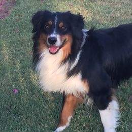 hemi - Australian Shepherd