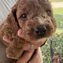 Jr. - Red male Cavapoo puppy in Osseo, Michigan from Smiths Fluffy butts